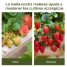 Malla Antihierbas 2x50 m Malla Antimaleza Malla Geotextil contra Malas Hierbas y Malezas 100 g/m² para Jardín Negro - Ogal.Es