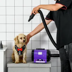 Secador de Pelo para Mascotas 2800W con Temperatura y Velocidad del Viento Ajustable 40x16x20 cm Negro y Púrpura - Ogal.Es