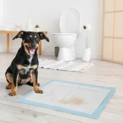 Empapadores para Perros 80 Unidad 60x60 cm Diseño de 6 Capas con Superficie de Secado Rápido a Prueba de Fugas Azul - Ogal.Es
